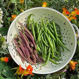 Dwarf French Bean Provider - Seeds